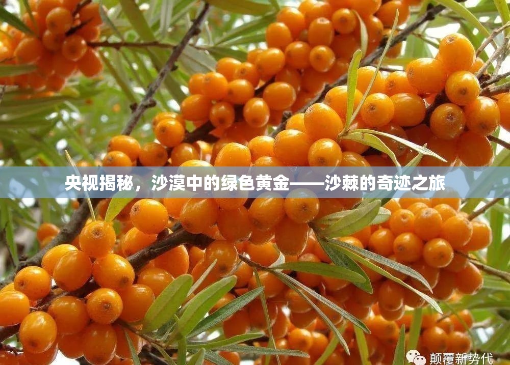 央視揭秘，沙漠中的綠色黃金——沙棘的奇跡之旅