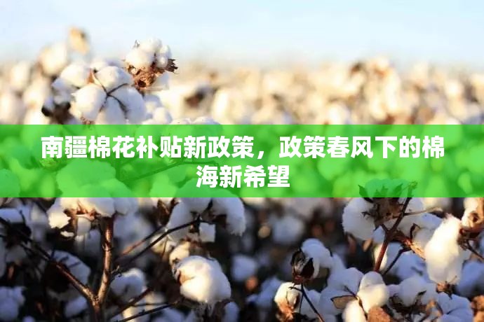 南疆棉花補(bǔ)貼新政策，政策春風(fēng)下的棉海新希望