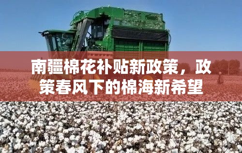 南疆棉花補(bǔ)貼新政策，政策春風(fēng)下的棉海新希望