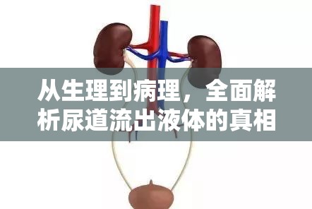 從生理到病理，全面解析尿道流出液體的真相