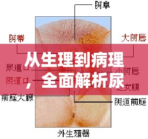 從生理到病理，全面解析尿道流出液體的真相