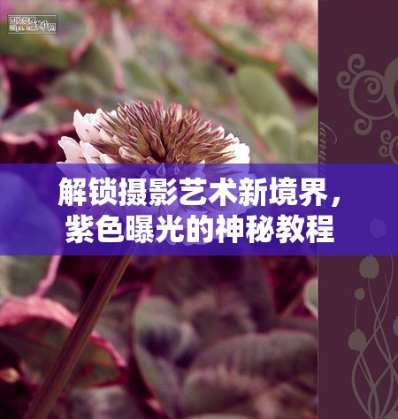 解鎖攝影藝術(shù)新境界，紫色曝光的神秘教程