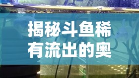 揭秘斗魚稀有流出的奧秘，探索斗魚世界的神秘瑰寶