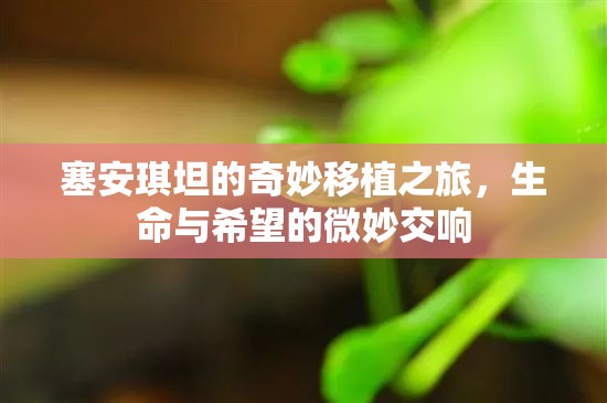 塞安琪坦的奇妙移植之旅，生命與希望的微妙交響
