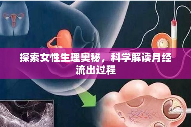 探索女性生理奧秘，科學(xué)解讀月經(jīng)流出過(guò)程