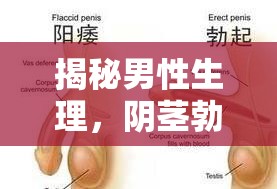 揭秘男性生理，陰莖勃起時(shí)為何流出透明液體