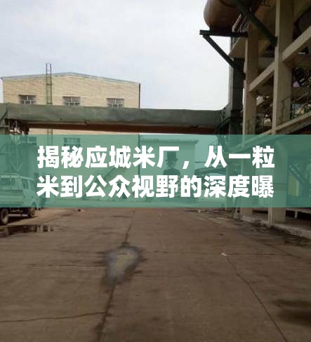 揭秘應(yīng)城米廠，從一粒米到公眾視野的深度曝光