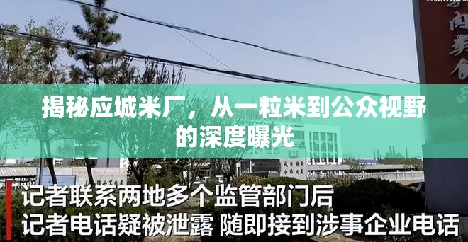 揭秘應(yīng)城米廠，從一粒米到公眾視野的深度曝光