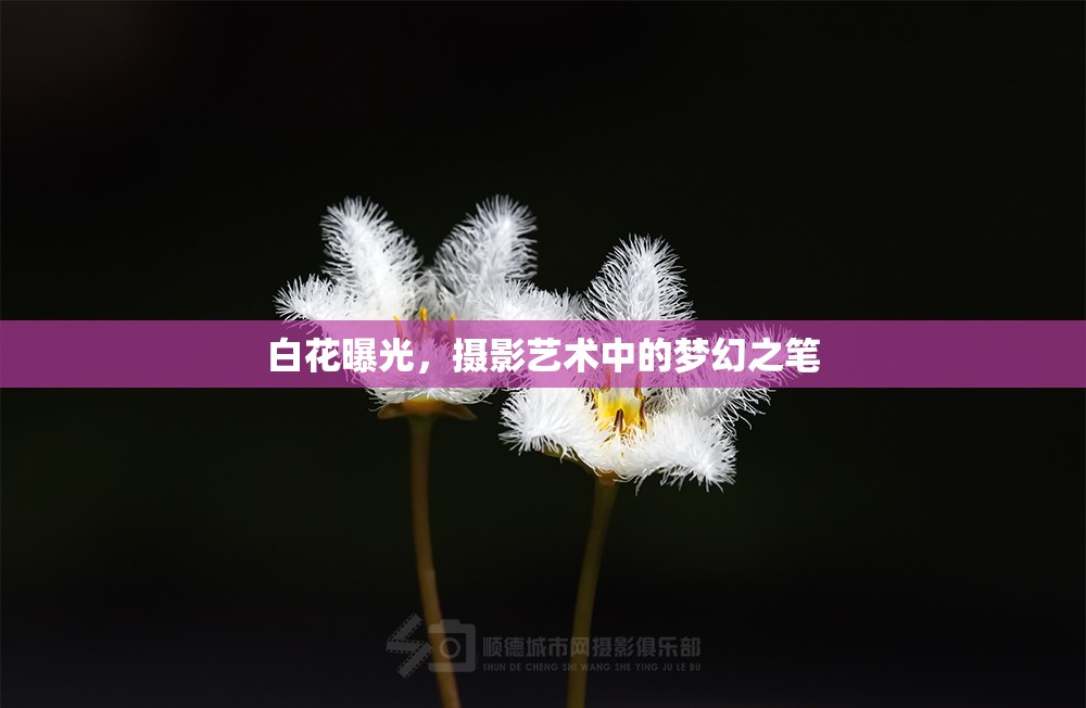 白花曝光，攝影藝術(shù)中的夢幻之筆