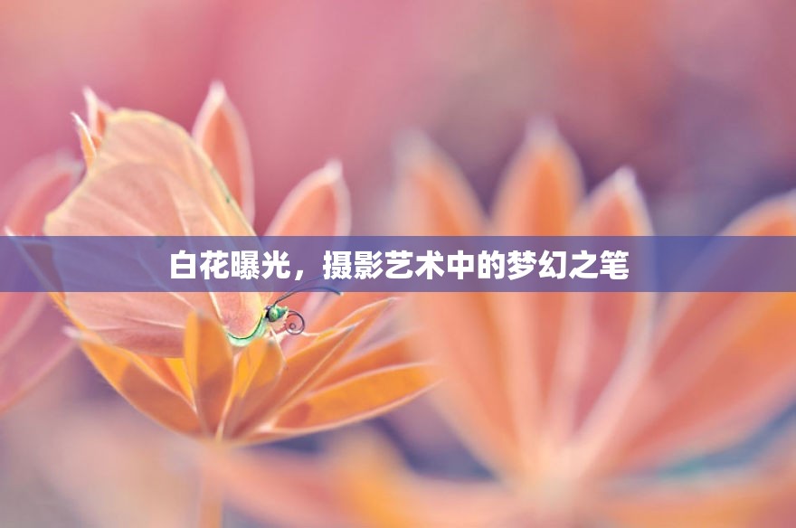 白花曝光，攝影藝術(shù)中的夢幻之筆