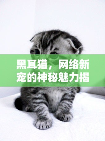 黑耳貓，網(wǎng)絡新寵的神秘魅力揭秘
