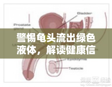 警惕龜頭流出綠色液體，解讀健康信號與應(yīng)對措施