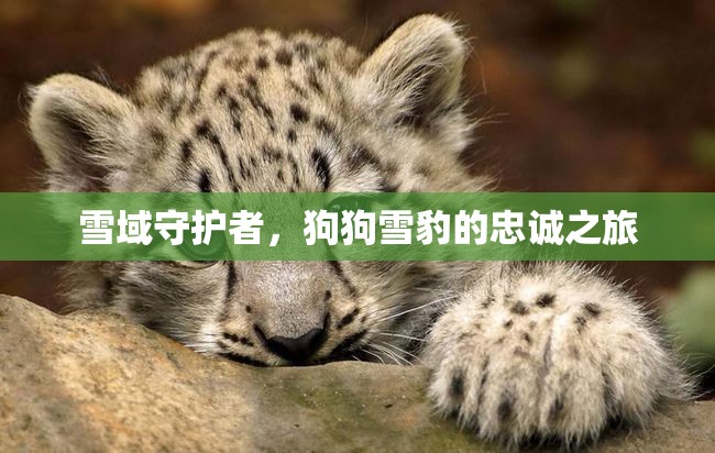 雪域守護(hù)者，狗狗雪豹的忠誠(chéng)之旅