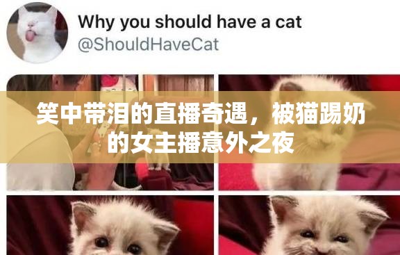 笑中帶淚的直播奇遇，被貓?zhí)吣痰呐鞑ヒ馔庵? class=
