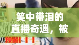 笑中帶淚的直播奇遇，被貓?zhí)吣痰呐鞑ヒ馔庵? class=