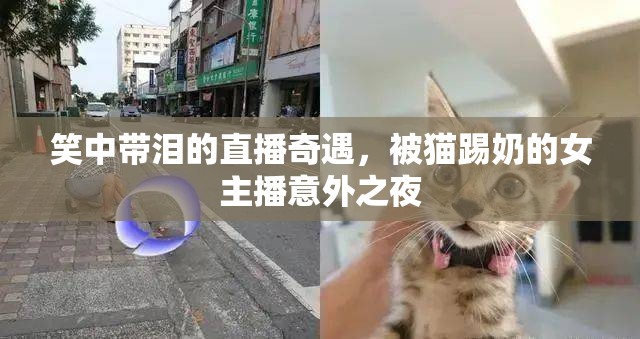 笑中帶淚的直播奇遇，被貓?zhí)吣痰呐鞑ヒ馔庵? class=
