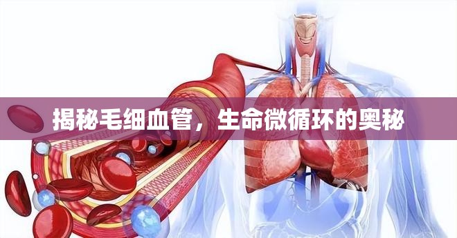 揭秘毛細(xì)血管，生命微循環(huán)的奧秘