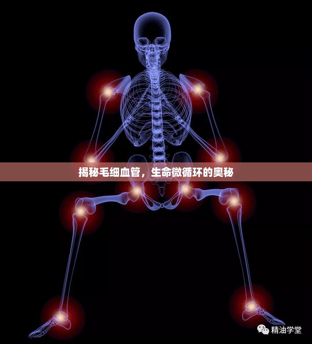 揭秘毛細(xì)血管，生命微循環(huán)的奧秘