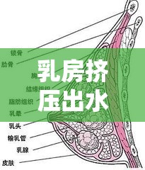乳房擠壓出水，警惕乳腺問(wèn)題的信號(hào)
