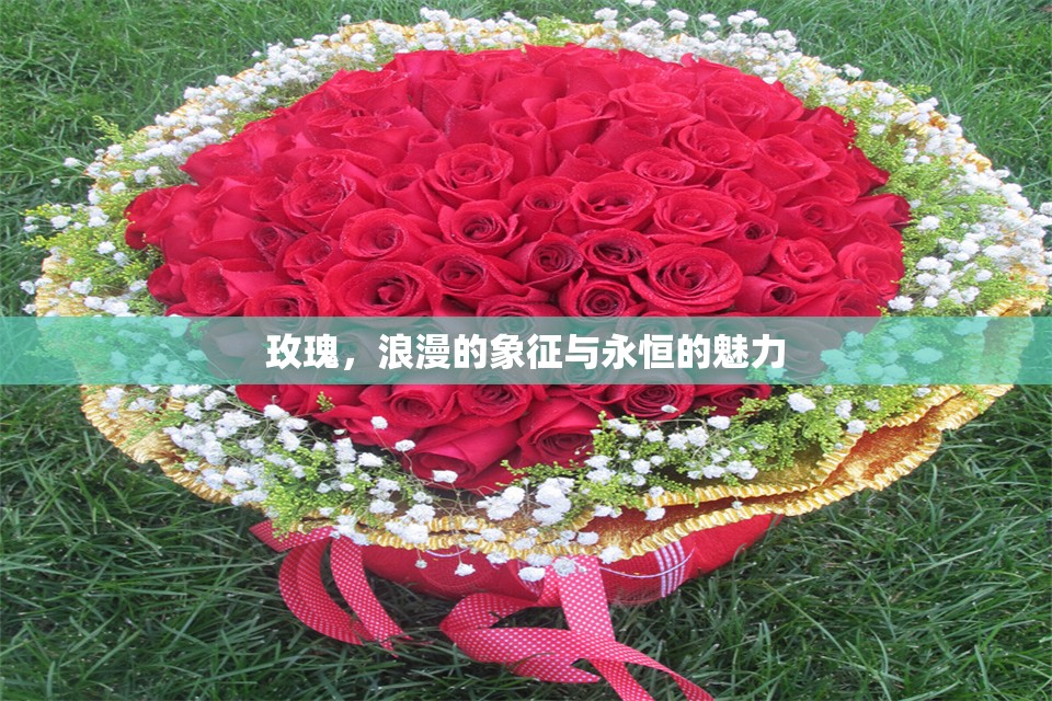 玫瑰，浪漫的象征與永恒的魅力