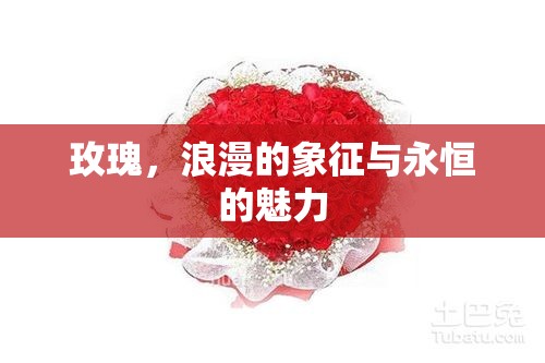 玫瑰，浪漫的象征與永恒的魅力