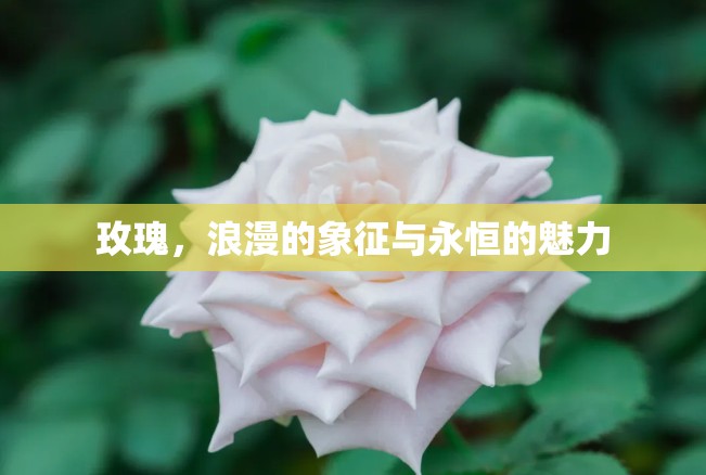 玫瑰，浪漫的象征與永恒的魅力