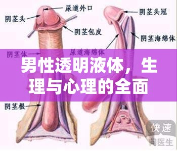 男性透明液體，生理與心理的全面解析