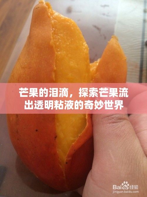 芒果的淚滴，探索芒果流出透明粘液的奇妙世界