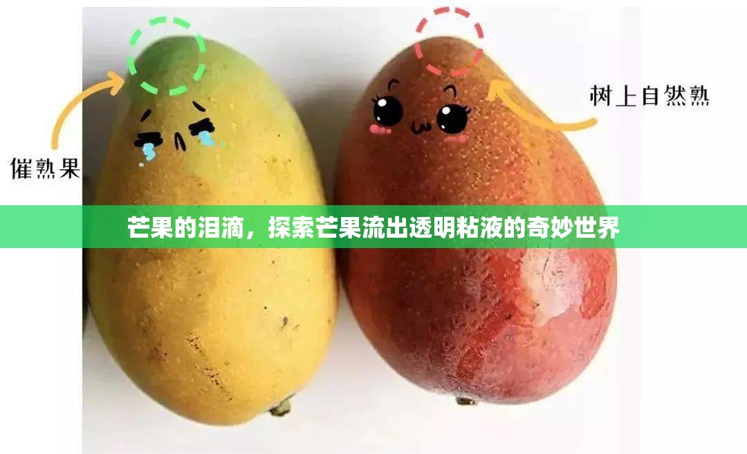 芒果的淚滴，探索芒果流出透明粘液的奇妙世界