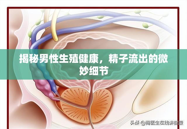 揭秘男性生殖健康，精子流出的微妙細(xì)節(jié)