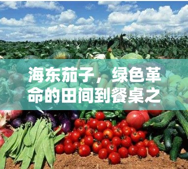 海東茄子，綠色革命的田間到餐桌之旅——品質(zhì)與健康的深度探索