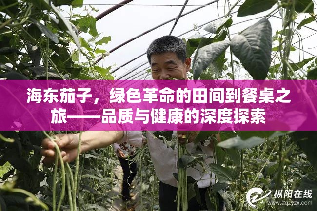 海東茄子，綠色革命的田間到餐桌之旅——品質(zhì)與健康的深度探索