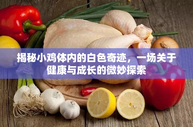 揭秘小雞體內(nèi)的白色奇跡，一場(chǎng)關(guān)于健康與成長(zhǎng)的微妙探索
