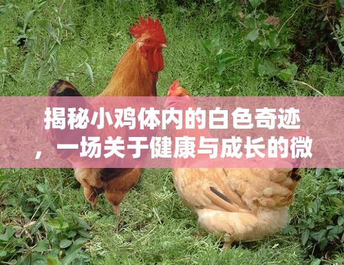 揭秘小雞體內(nèi)的白色奇跡，一場(chǎng)關(guān)于健康與成長(zhǎng)的微妙探索