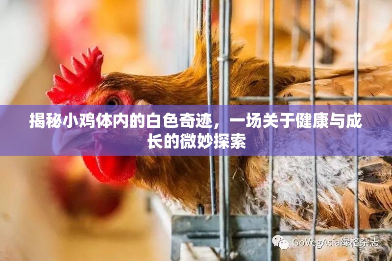 揭秘小雞體內(nèi)的白色奇跡，一場(chǎng)關(guān)于健康與成長(zhǎng)的微妙探索