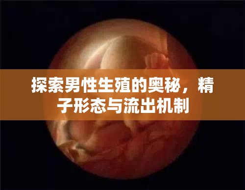 探索男性生殖的奧秘，精子形態(tài)與流出機制