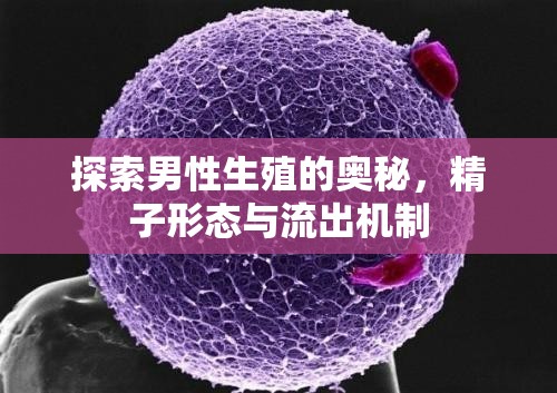 探索男性生殖的奧秘，精子形態(tài)與流出機制