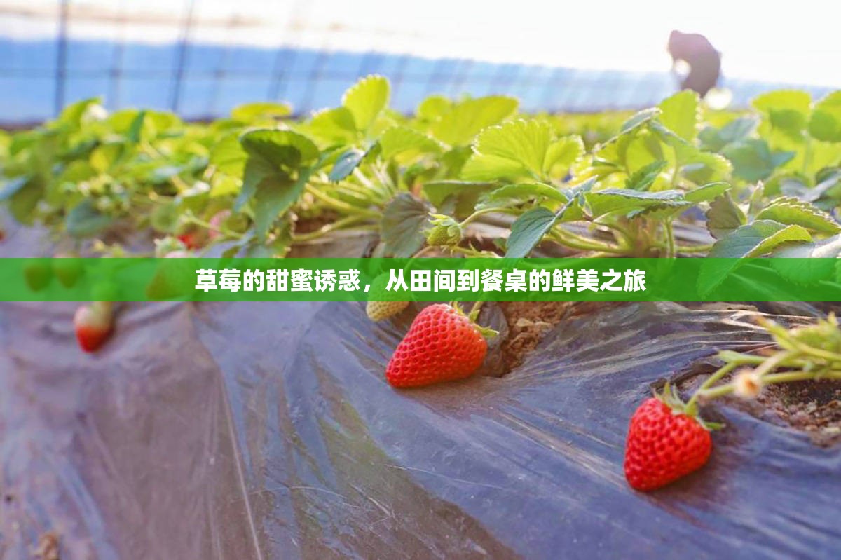 草莓的甜蜜誘惑，從田間到餐桌的鮮美之旅