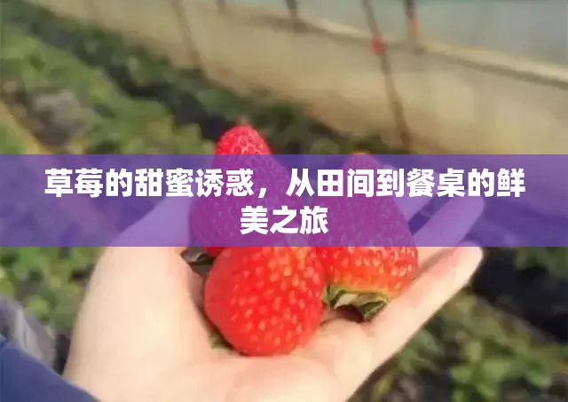 草莓的甜蜜誘惑，從田間到餐桌的鮮美之旅