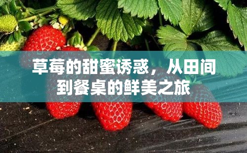 草莓的甜蜜誘惑，從田間到餐桌的鮮美之旅