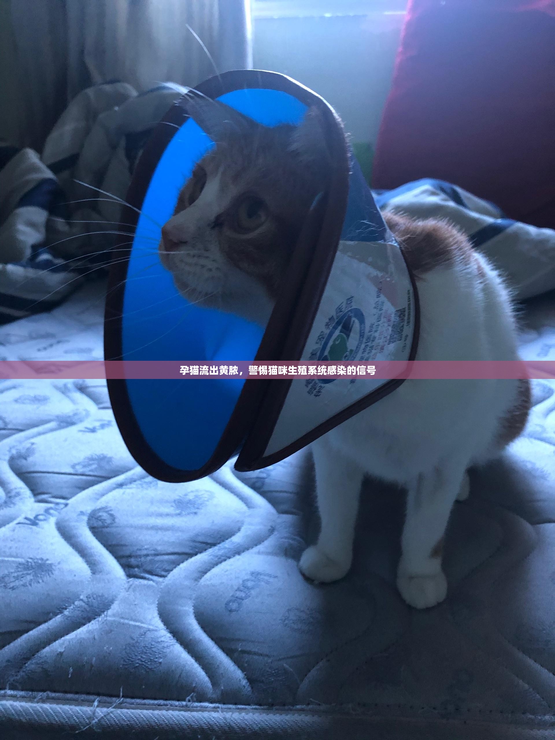 孕貓流出黃膿，警惕貓咪生殖系統(tǒng)感染的信號