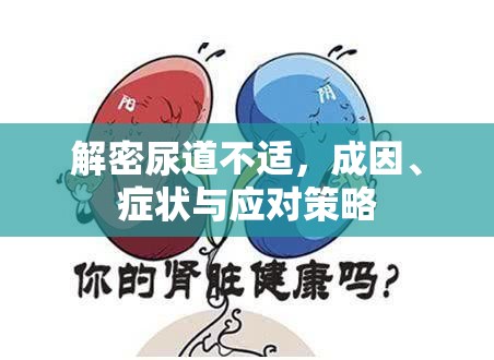 解密尿道不適，成因、癥狀與應(yīng)對(duì)策略