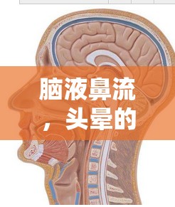 腦液鼻流，頭暈的潛在原因與警示