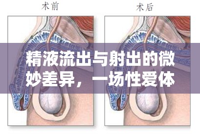 精液流出與射出的微妙差異，一場性愛體驗的深度探索