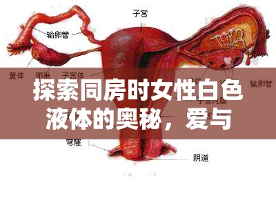探索同房時女性白色液體的奧秘，愛與生理的和諧共舞