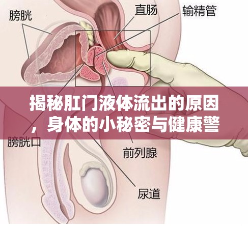 揭秘肛門液體流出的原因，身體的小秘密與健康警報(bào)