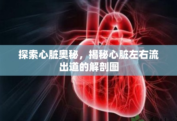 探索心臟奧秘，揭秘心臟左右流出道的解剖圖