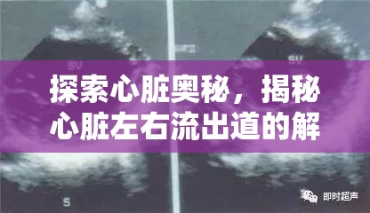 探索心臟奧秘，揭秘心臟左右流出道的解剖圖