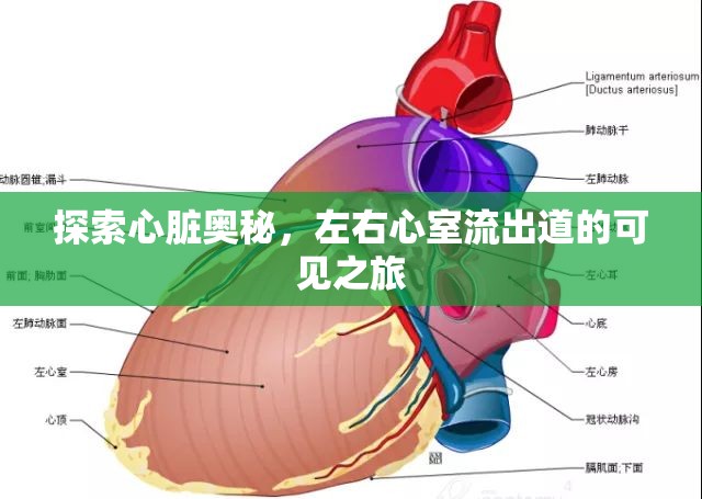 探索心臟奧秘，左右心室流出道的可見之旅