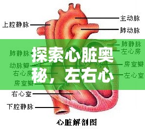 探索心臟奧秘，左右心室流出道的可見之旅